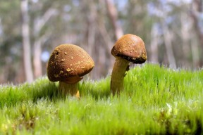 世界游泳全国青训体系评级结果与星级公示，世界青年游泳记录